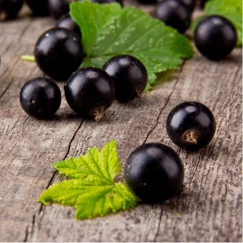 Nomad Makeup Products infused with Blackcurrant Extract