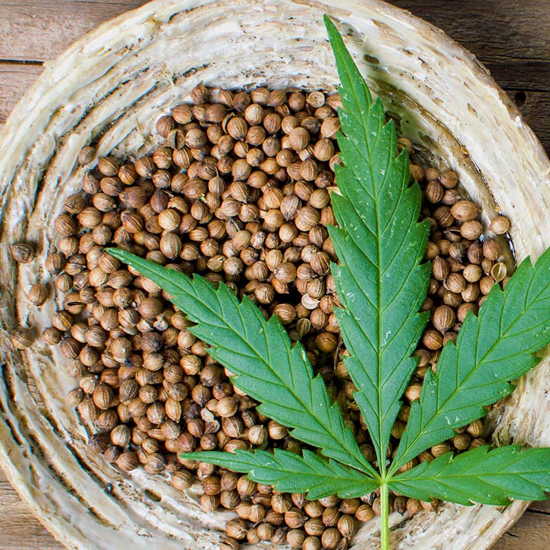 Infused with Hemp Seed Oil