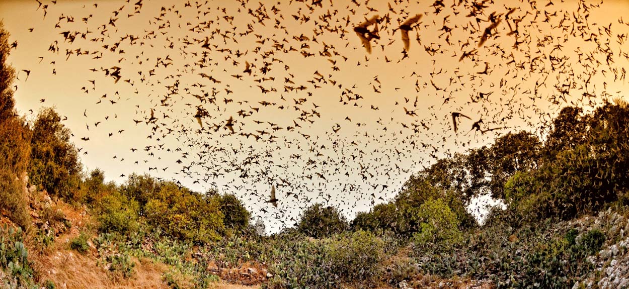 Haunted Europe - Supporting Bat Conservation International